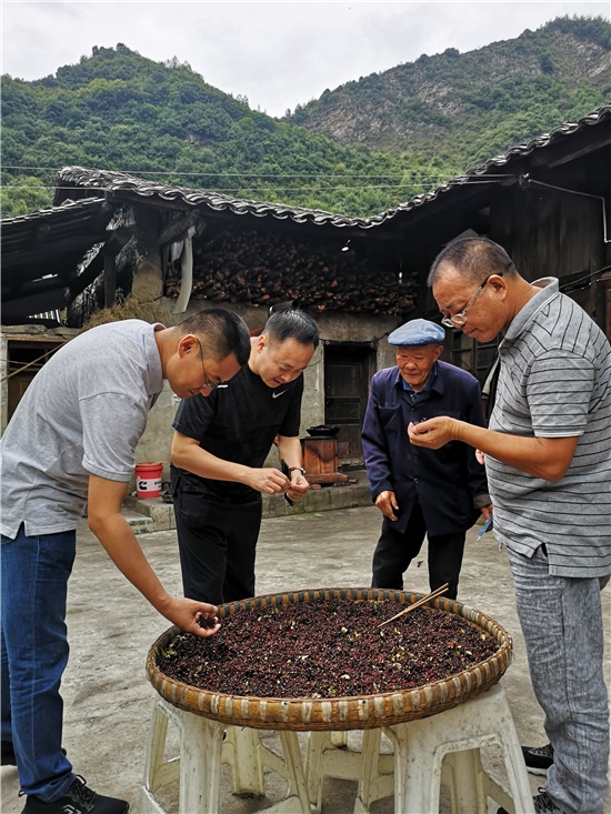 恒丰银行工作人员就牛背山花椒销路拓展进行现场调研